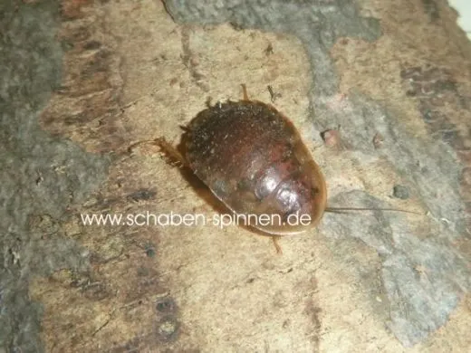 Hemiblabera granulata - 10 Stück mixed