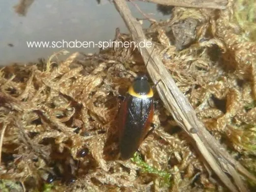 Hemithyrsocera pallita - 10 Stück all size