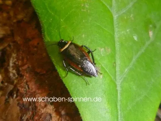 Hemithyrsocera pallita - 10 Stück all size