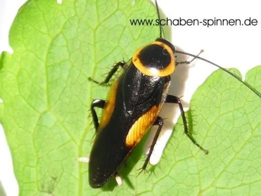 Hemithyrsocera vittata - 10 Stück mixed