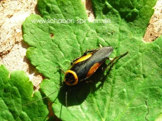 Hemithyrsocera vittata - 10 Stück mixed