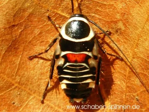 Hemithyrsocera vittata - 10 Stück mixed