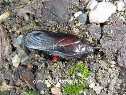 Ancaudellia hemifera - 10 Stück mixed