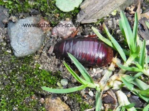 Ancaudellia hemifera - 10 Stück mixed