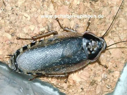 Henschoutedenia flexivitta - 25 Stück mixed