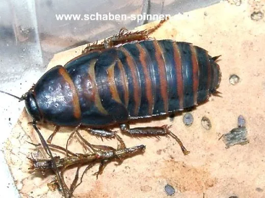 Henschoutedenia flexivitta - 25 Stück mixed