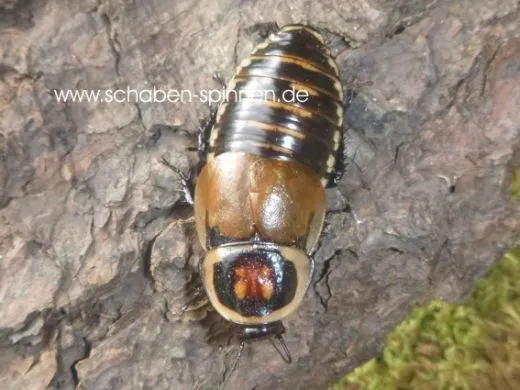 Hormetica spec. Colombia - 10 Stück mixed