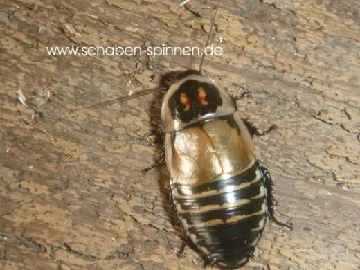 Hormetica spec. Colombia - 10 Stück mixed