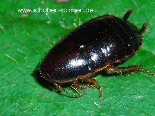 Loboptera decipiens - 20 Stück all size