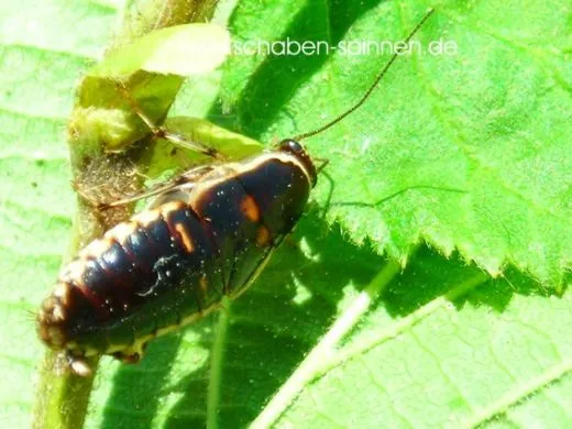 Lobopterella dimidiatipes - ca.100 Stück all size