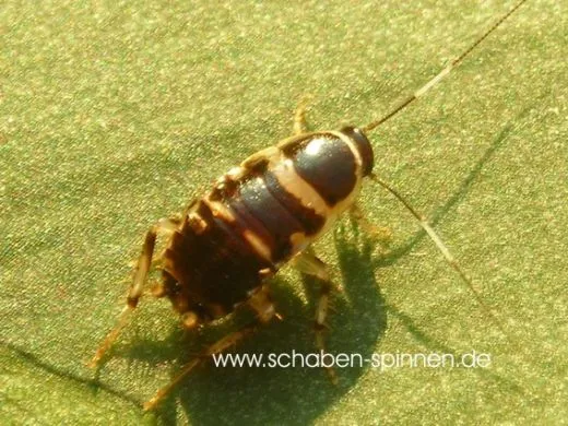 Lobopterella dimidiatipes - ca.100 Stück all size