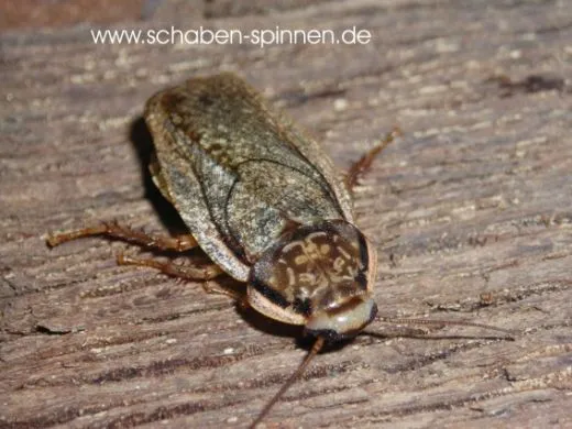 Nauphoeta cinerea - ca. 100 Stück all size