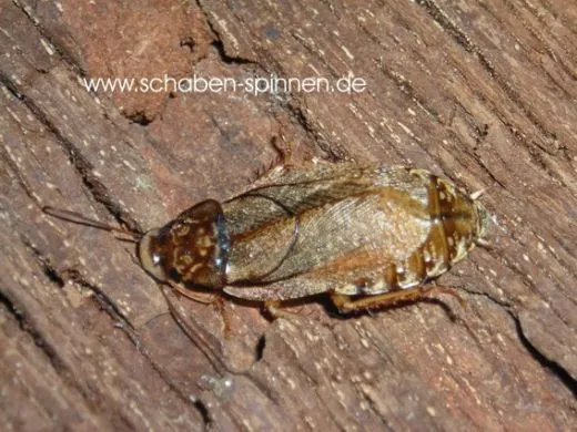 Nauphoeta cinerea - ca. 100 Stück all size