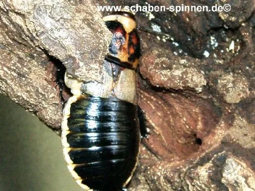 Lucihormetica subcincta - 10 Stück mixed