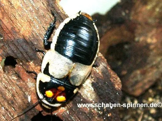 Lucihormetica subcincta - 10 Stück mixed