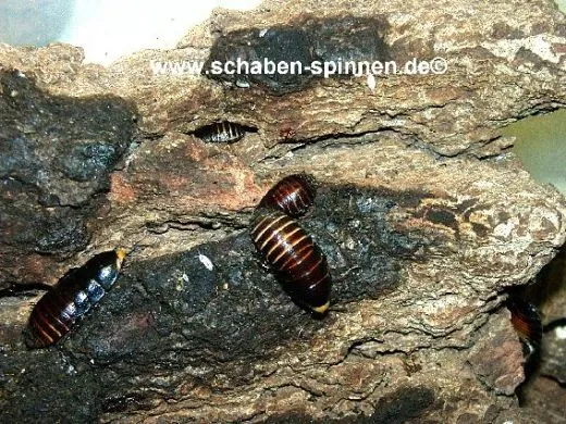 Lucihormetica subcincta - 10 Stück mixed