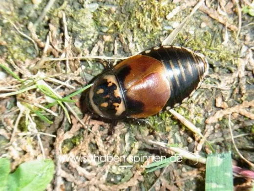 Lucihormetica verrucosa "Venezuela"- 10 Stück mixed