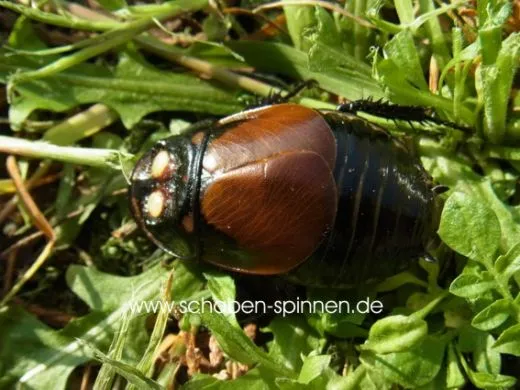 Lucihormetica verrucosa "Venezuela"- 10 Stück mixed