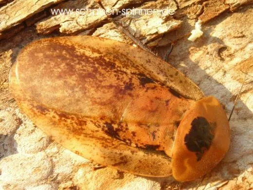 Archimandrita tesselata - 8 Stück mixed