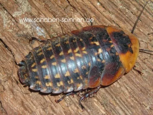 Archimandrita tesselata - 8 Stück mixed