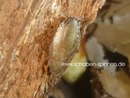 Margattea nimbata - 10 Stück all size