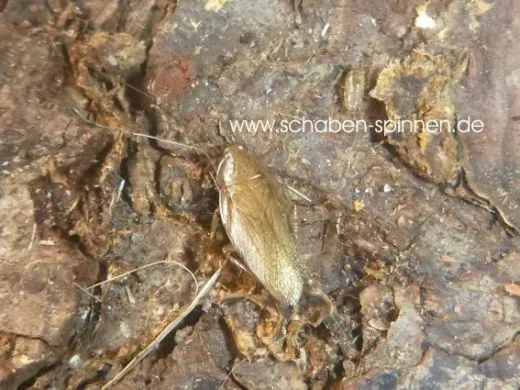 Margattea nimbata - 10 Stück all size