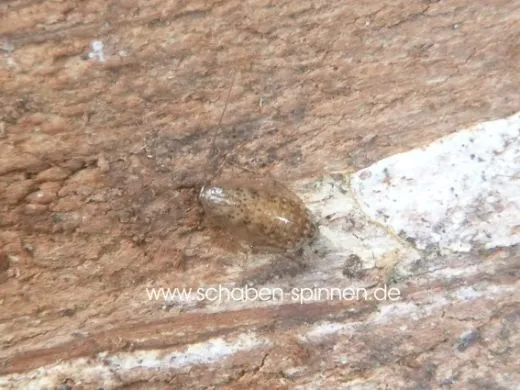 Margattea nimbata - 10 Stück all size