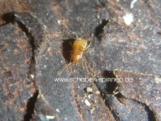 Nocticola spec. Malaysia - ca. 20 Stück all size