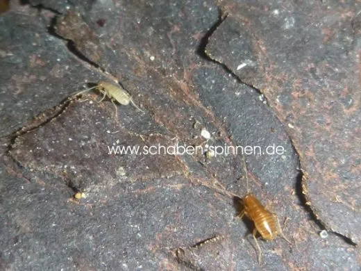 Nocticola spec. Malaysia - ca. 20 Stück all size