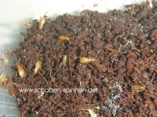 Nocticola spec. Malaysia - ca. 20 Stück all size