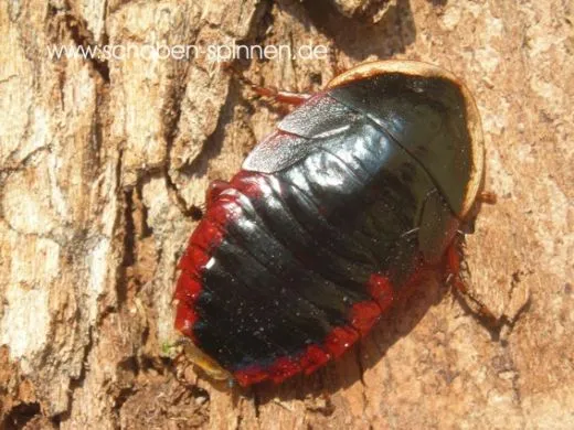 Opisthioplatia orientalis - 10 Stück mixed,