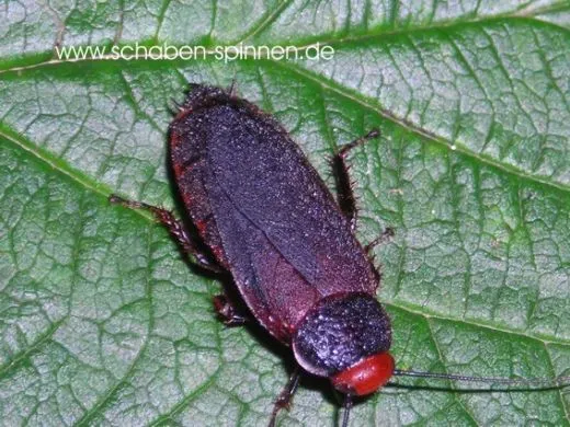 Oxyhaloa deusta - 50 Stück all size