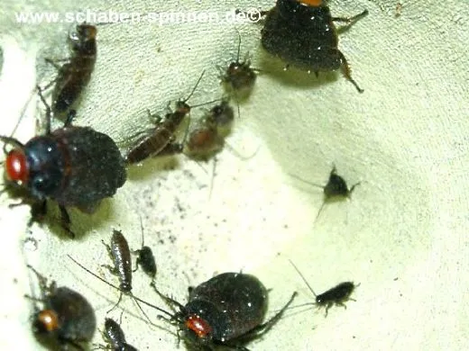 Oxyhaloa deusta - 50 Stück all size