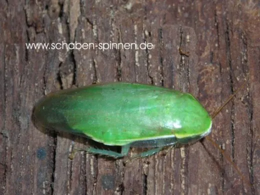 Panchlora nivea - ca. 40 Stück all size