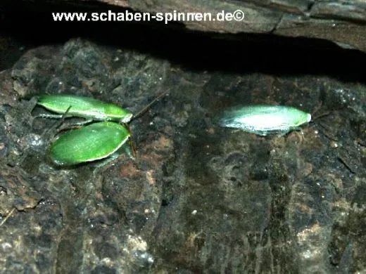 Panchlora nivea - ca. 40 Stück all size