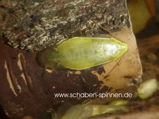 Panchlora spec. " Yellow" - ca. 30 Stück all size