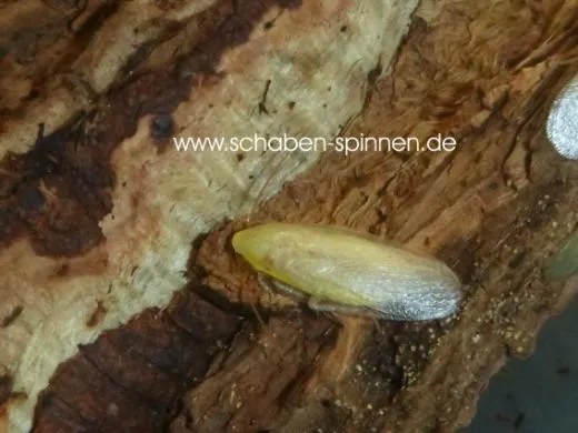 Panchlora spec. " Yellow" - ca. 30 Stück all size