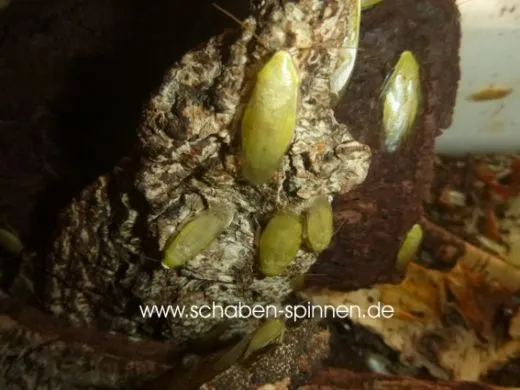 Panchlora spec. " Yellow" - ca. 30 Stück all size