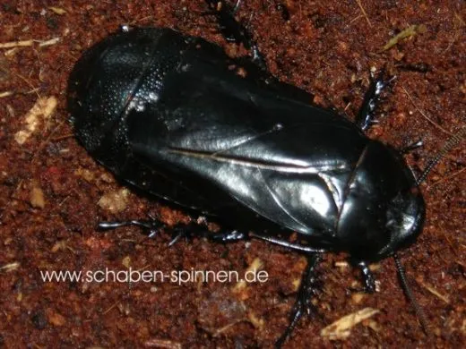 Panesthia angustipennis cognata - 5 Stück mixed