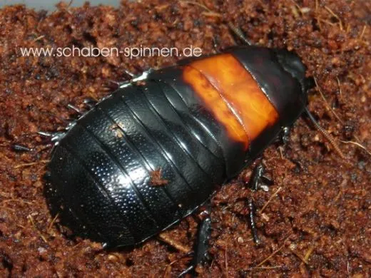 Panesthia angustipennis cognata - 5 Stück mixed