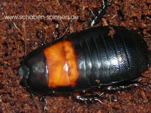 Panesthia angustipennis cognata - 5 Stück mixed