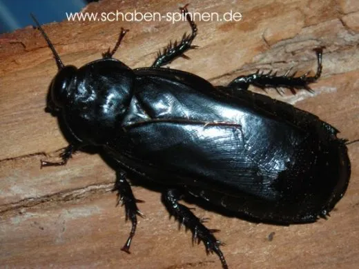 Panesthia angustipennis spadica - 5 Stück mixed