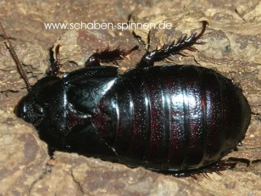 Panesthia angustipennis spadica - 5 Stück mixed