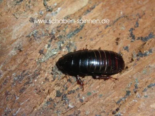 Panesthia angustipennis spadica - 5 Stück mixed