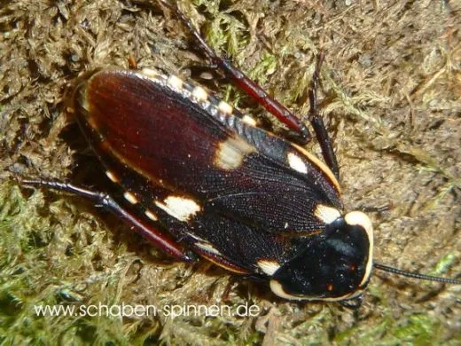 Paranauphoeta formosana - 10 Stück mixed