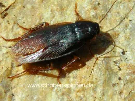 Asiablatta kyotensis - 40 Stück all size