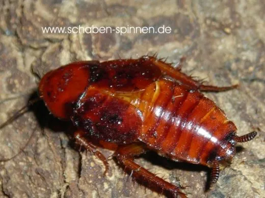 Paratemnopteryx colloniana - ca. 50 - 60 Stück all size