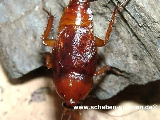 Paratemnopteryx colloniana - ca. 50 - 60 Stück all size