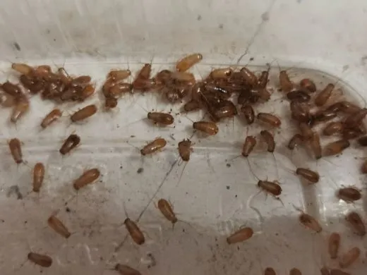 Paratemnopteryx colloniana - ca. 50 - 60 Stück all size