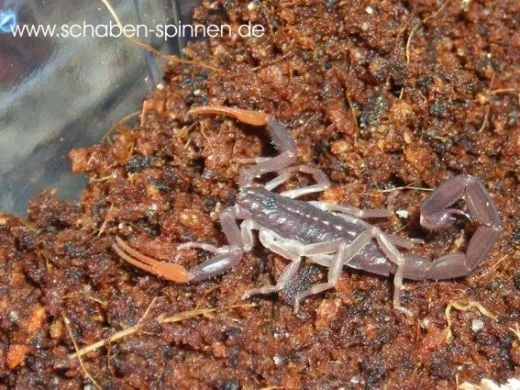 Centruroides gracilis - Instar 3